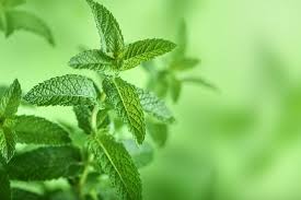 Perennial Mint Plant Seeds Green Heirloom Non-GMO High Germination Organic Garden Seeds for Planting