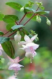 White Fuchsia Flower Seeds Heirloom Non-GMO High Germination Organic Garden Seeds for Planting