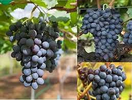 Cabernet Sauvignon Grape Bush Plant Seeds for Planting – Heirloom Non-GMO High Germination Organic Garden Seeds for Wine Grapes