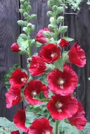 Red Hollyhock Alcea Flower Seeds – Heirloom, Non-GMO, High Germination Seeds