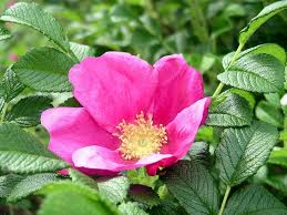 Rosa Rugosa (Pink) Blumensamen zum Pflanzen – Erbstück, gentechnikfrei, keimstark, Bio-Gartensamen