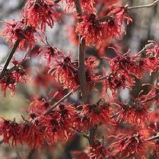 Red Hazel Flower Seeds – Heirloom Non-GMO High Germination Organic Garden Seeds for Planting