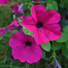 Pink Trailing Petunia Flower Seeds Heirloom Non-GMO High Germination Organic Garden Seeds for Planting