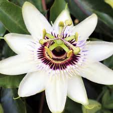 Subpeltata Flower Seeds for Planting – Heirloom, Non-GMO, High Germination Organic Garden Seeds