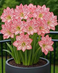 White Pink Amaryllis Flower Seeds for Planting – Heirloom Non-GMO High Germination Organic Seeds