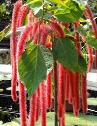 Red Acalypha Flower Seeds Heirloom Non-GMO High Germination Organic Garden Seeds for Planting