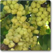 Yellow Phyllanthus Acidus Seeds Heirloom Non-GMO High Germination Organic Garden Seeds for Planting