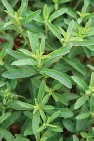 Seeds Stevia Heirloom Non-GMO High Germination Organic Garden Seeds