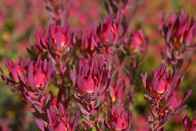 Pink Leucadendron Salignum Flower Seeds – Heirloom Non-GMO High Germination Organic Garden Seeds