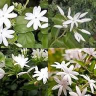 Jasmine Flower Seeds White Perennial – Heirloom, Non-GMO, High Germination Seeds