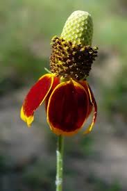 Red Ratibida Flower Seeds Heirloom Non-GMO High Germination Organic Garden Seeds for Planting