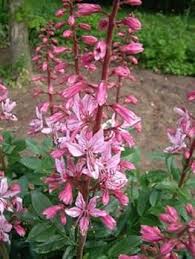 Pink Dictamnus Albus Flower Seeds for Planting – Heirloom Non-GMO High Germination Organic Garden Seeds