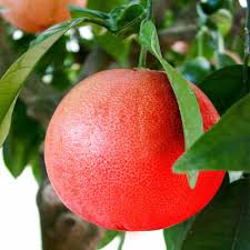 Ruby Red Pomelo Fruit Seeds for Planting – Heirloom Non-GMO Citrus Tree Seeds, High Germination