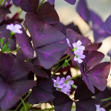 Purple Oxalis Versicolor Flower Seeds Heirloom Non-GMO High Germination Organic Garden Seeds for Planting