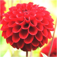 Red Dahlia Flower Seeds for Planting – Heirloom, Non-GMO, High Germination Organic Garden Seeds