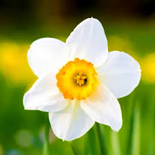 White Yellow Daffodil Flower Seeds – Heirloom Non-GMO High Germination