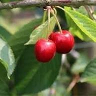 Heirloom Montmorency Cherry Fruit Seeds for Planting – Non-GMO Tart Cherry Seeds, High Germination