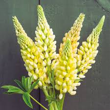 Lupine Flower Seeds Yellow – Heirloom Non-GMO High Germination Organic Garden