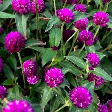 Purple Gomphrena Flower Seeds Heirloom Non-GMO High Germination Organic Garden Seeds for Planting