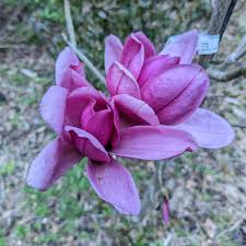 Purple Magnolia Flower Seeds – Heirloom, Non-GMO, High Germination Organic Garden Seeds for Planting Seeds for Planting