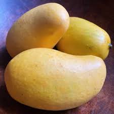 Ataulfo Mango Fruit Seeds for Planting Heirloom Non-GMO High Germination Organic Garden Seeds