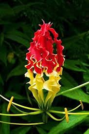 Red Yellow Gloriosa Flower Seeds for Planting – Heirloom Non-GMO High Germination Organic Garden Seeds