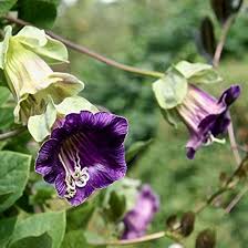 Violet Clematis Flower Seeds – Heirloom Non-GMO High Germination Organic Garden Seeds