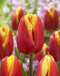 Yellow Red Tulip Flower Seeds Heirloom Non-GMO High Germination Organic Garden Seeds