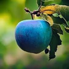 Blue Apple Fruit Seeds for Planting-Heirloom Non-GMO Seeds Organic Garden Seeds