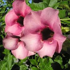 Rosa Allamanda-Blumensamen – Alte Sorte, gentechnikfrei, hohe Keimrate, Bio-Gartensamen zum Pflanzen