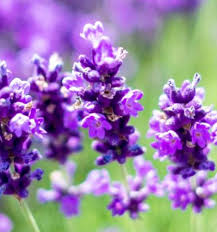 Lavender Flower Seeds Purple Heirloom Non-GMO High Germination Organic Garden Seeds for Planting