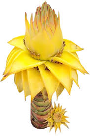 Yellow Lasiocarpa Flower Seeds – Heirloom Non-GMO High Germination Organic Seeds