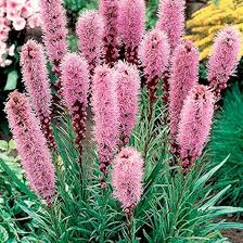 Pink Liatris Flower Seeds – Seeds for Planting, Heirloom, Non-GMO, High Germination Organic Garden Seeds