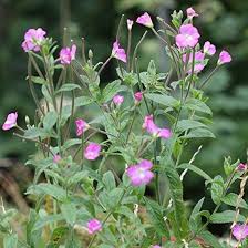 Rosa Kleinblütiges Weidenröschen Blumensamen – Alte Sorte, gentechnikfrei, keimstark, Bio-Gartensamen zum Pflanzen