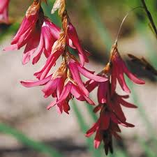 Dierama Flower Seeds Pink – Heirloom, Non-GMO, High Germination Seeds for Planting