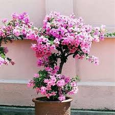Pink White Bougainvillea Flower Seeds – Heirloom, Non-GMO, High Germination Organic Garden Seeds