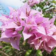 Light Pink Bougainvillea Flower Seeds Heirloom Non-GMO High Germination Organic Garden Seeds for Planting