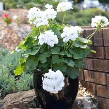 Perennial Geranium Flower Seeds for Planting – Heirloom Non-GMO Organic Garden Seeds High Germination