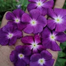 Purple Tropaeolum Azureum Flower Seeds Heirloom Non-GMO High Germination Organic Garden Seeds for Planting
