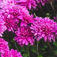 Chrysanthemum Flower Seeds Pink Perennial – Heirloom, Non-GMO, High Germination Organic Garden Seeds for Planting Seeds for Planting