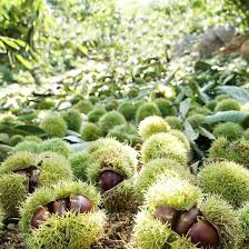 Castanea Seeds Green Heirloom Non-GMO High Germination Organic Garden Seeds for Planting