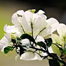 White Burgassiae Flower Seeds – Heirloom, Non-GMO, High Germination Organic Garden Seeds for Planting