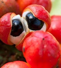 Mix Edible Fruit Seeds Variety Pack for Planting Heirloom Non-GMO High Germination Organic Garden Seeds for Home Gardens