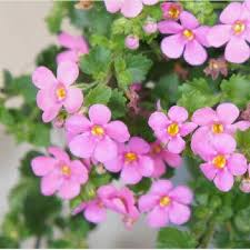 Bacopa Flower Seeds Pink For Planting Heirloom Non-GMO High Germination Organic Garden Seeds for Planting