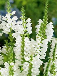White Physostegia Flower Seeds – Heirloom Non-GMO High Germination Organic Garden Seeds