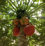 Taiwan Red Lady Papaya Fruit Seeds for Planting – Heirloom Non-GMO High Germination Organic Garden Seeds