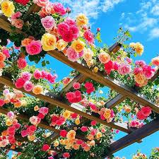 Mix Climbing Rose Flower Seeds for Planting – Heirloom Non-GMO High Germination Organic Garden Seeds