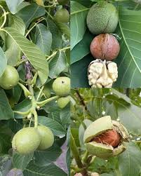 Green Walnut Plant Seeds for Planting Nut Trees, Heirloom &amp; Non-GMO High Germination Organic Garden Seeds