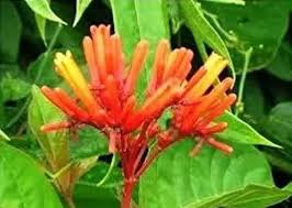 Red Melianthus Comosus Flower Seeds – Heirloom, Non-GMO, High Germination Organic Garden Seeds for Planting