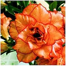 Orange Desert Rose Flower Seeds for Planting – Heirloom Non-GMO High Germination Organic Garden Seeds